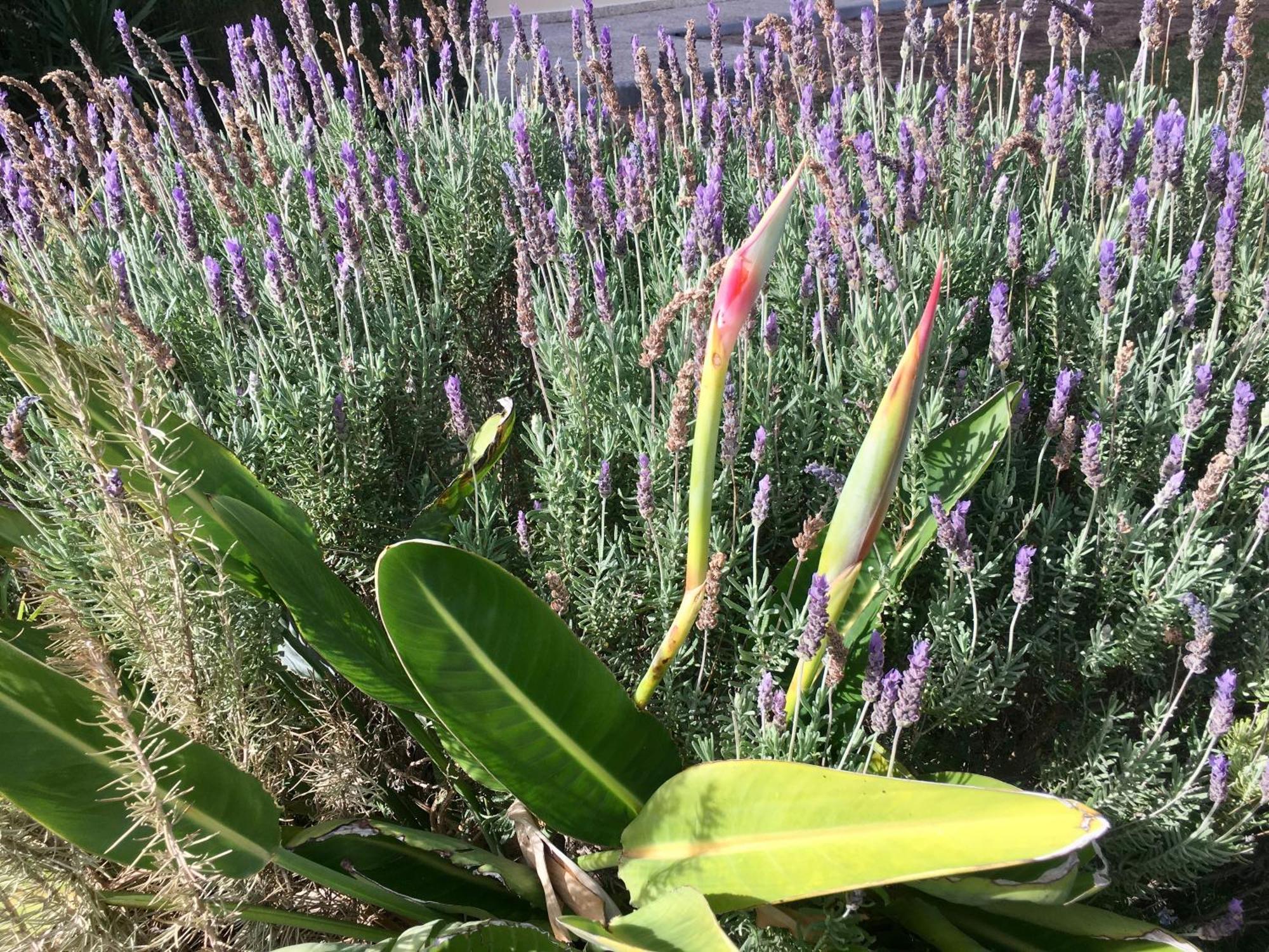 קמפואמור Cosy, Seaview Apartment, Close To Beach And Bars -Edificio Rhin מראה חיצוני תמונה